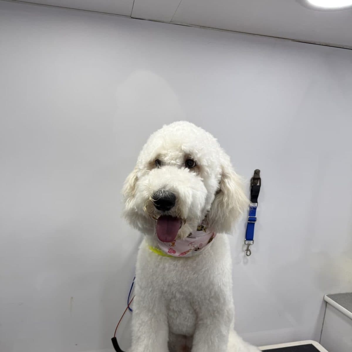 White doodle sitting on the grooming table