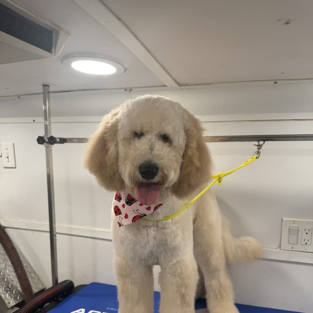 Poodle wearing a ladybug bandana