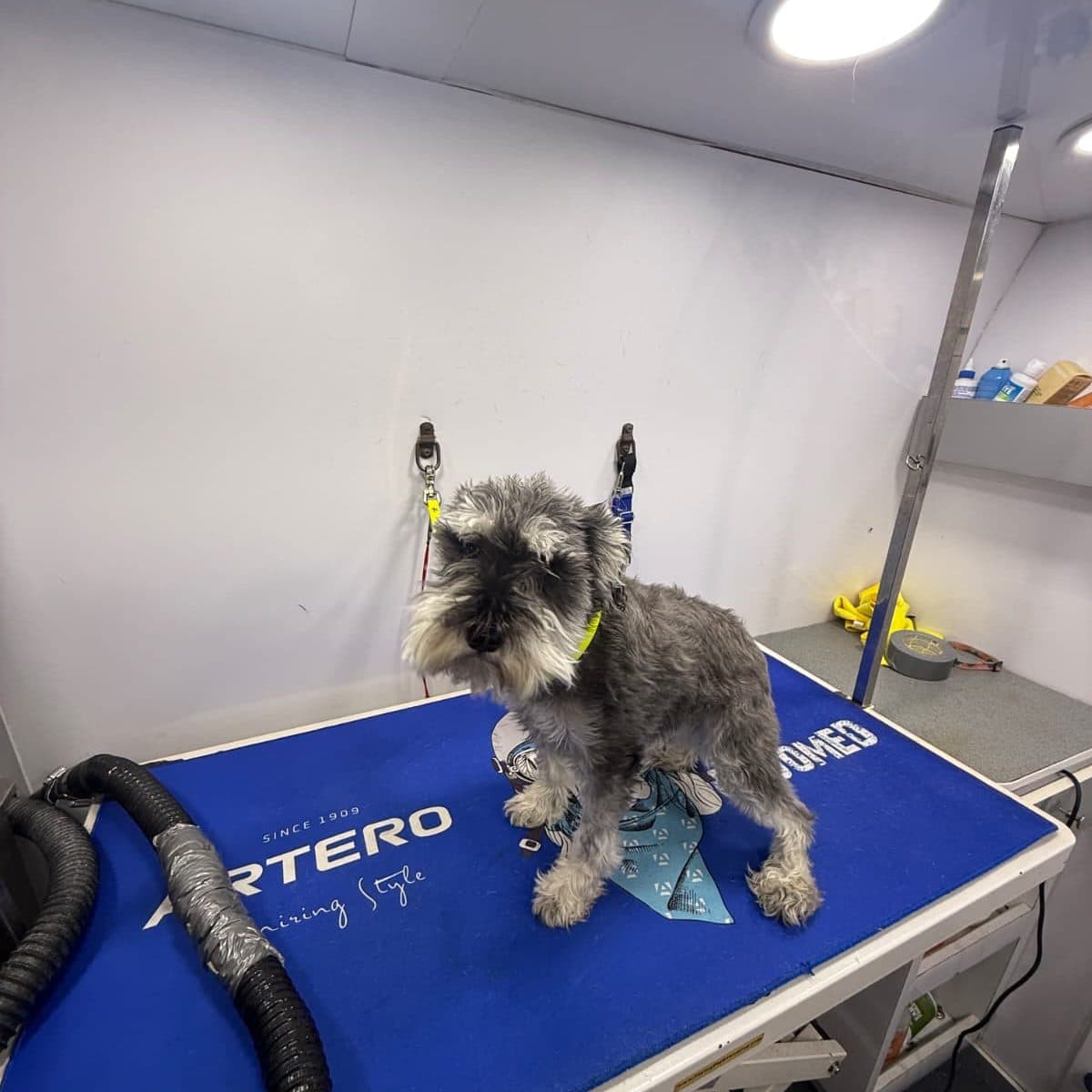 Freshly groomed schnauzer
